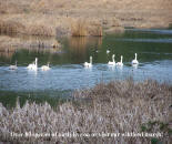 Trumpeter Swans on our Frank Richardson Wildfowl Preserve