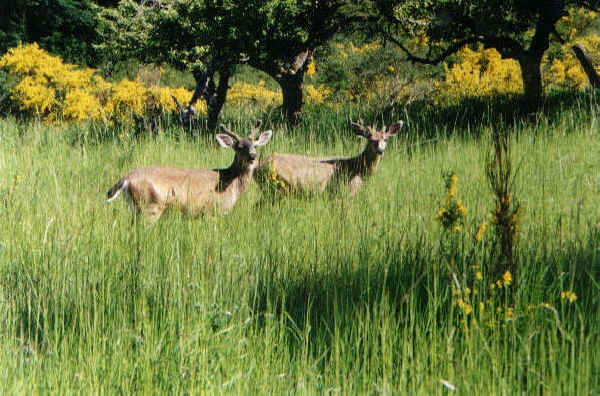 Deer Harbor deer in meadow near our estuary