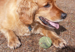 Cedar ready for a game of fetch