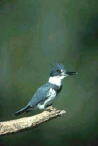 Belted Kingfisher, male