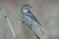 Cassin's Finch, female