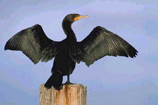 Cormorant