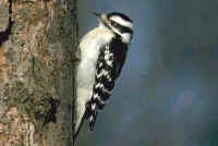 Downy Woodpecker, female