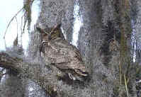 Great Horned Owl