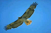 Red-tailed Hawk, adult