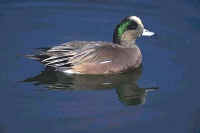 American Wigeon, male