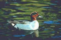 Green-winged Teal, male