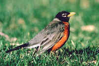 American Robin, adult