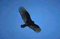 Turkey Vulture