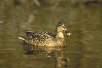 Mallard, female