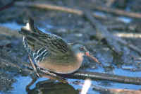 Virginia Rail