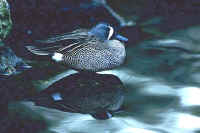 Blue-winged Teal, male