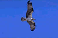 Osprey, adult