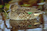 Green-winged Teal, female 