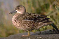 Blue-winged Teal, female