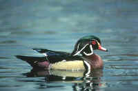 Wood Duck, male