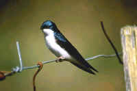 Tree Swallow