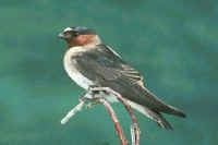 Cliff Swallow