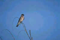 Northern Rough-winged Swallow