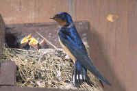 Barn Swallow with young