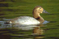 Canvasback, female