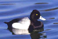 Lesser Scaup, male