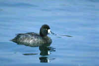 Lesser Scaup, female