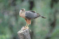 Cooper's Hawk, adult