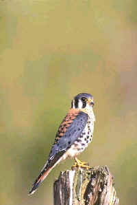 American Kestrel, male