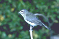 Warbling Vireo