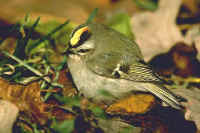 Golden-crowned Kinglet, male