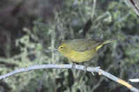 Orange-crowned Warbler