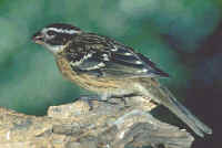 Black-headed Grosbeak, female 