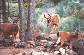 Blacktail Deer