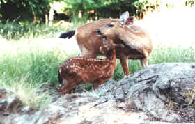 Fawn with Doe Mother