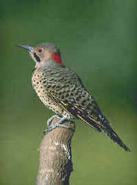Northern Flicker