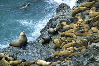 Steller Sea Lion, male with harem