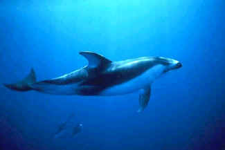 Pacific White-sided Dolphin