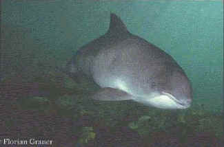 Harbor Porpoise