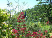 Flowers in Bloom