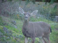 Wildlife habitat abounds around our vacation rental homes