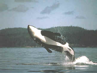 Orca whale watching is a highlight on Orcas Island