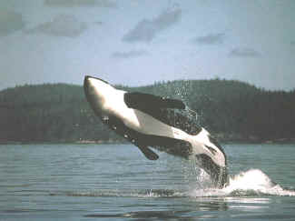 Orca Whale