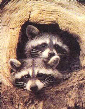 Twin Raccoons