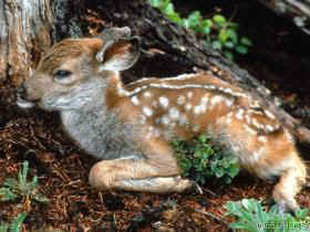 Young Fawn