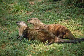 River Otters