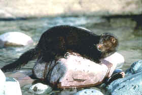 Large Mink