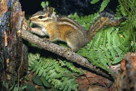 Douglas Squirrel