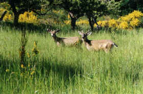 Black tail Deer near Estuary