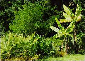  Yes that's an actual Banana tree in Deer Harbor